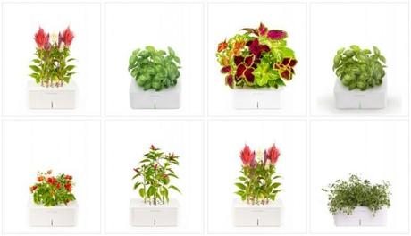 Click and Grow: la tecnologia intelligente che cura le piante al posto vostro