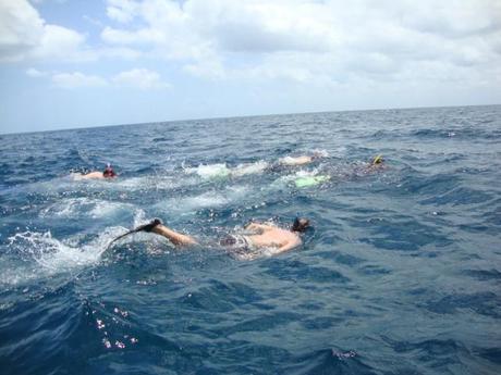 Snorkeling - Isola di Mafia, Tanzania