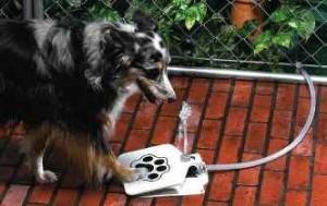 Dog Push Pedal Water Fountain Dog Fountain - Copertina