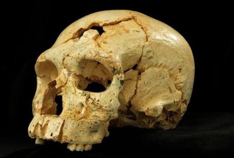 cranio Un nuovo cranio Neanderthal nella Sima de los Huesos de Atapuerca sulla rivista Science