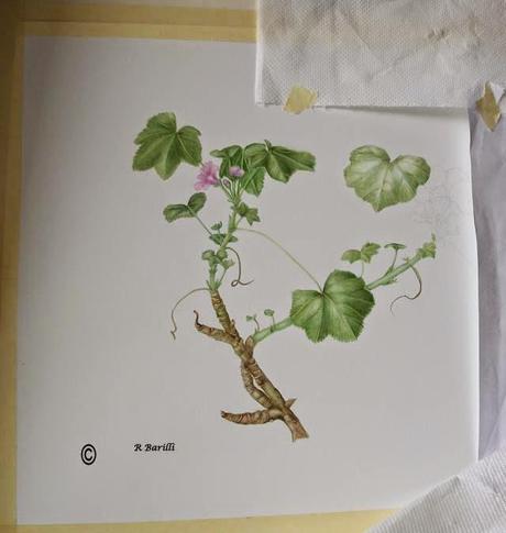 Malva sylvestris - pianta medicinale della famiglia delle Malvaceae - work in progress -  seconda parte