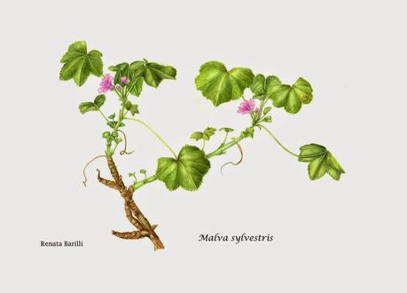 Malva sylvestris - pianta medicinale della famiglia delle Malvaceae - work in progress -  seconda parte