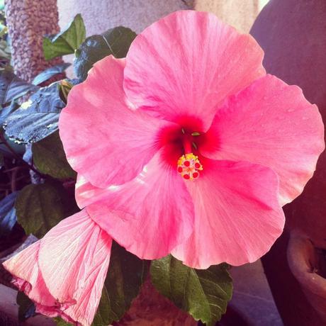 summer-hibiscus