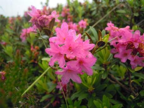 Piccole meraviglie della natura…
In gita con i bambini al...