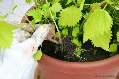 Balcony Foraging - How to eat your weeds!