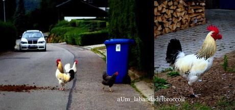 Bayerischerwald fra natura, benessere e buon cibo (anche glutenfree) Bayerischerwald fra natura, benessere e buon cibo (anche glutenfree)