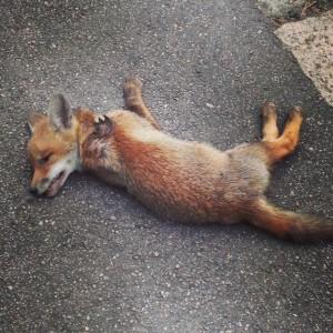 puppy fox poisoned, why poison a fox