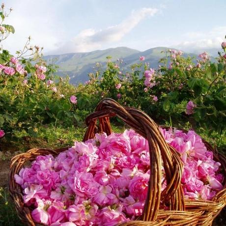 Rosa Damascena, la mia droga!