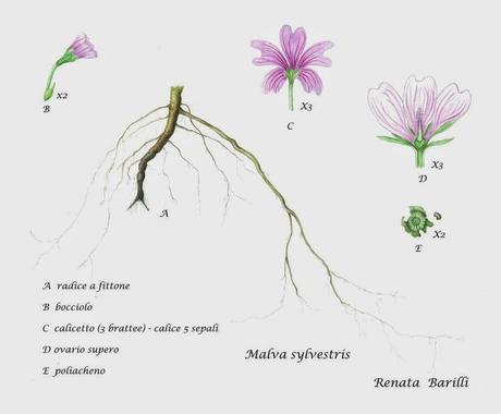 Malva sylvestris - pianta medicinale della famiglia delle Malvaceae - work in progress - terza parte