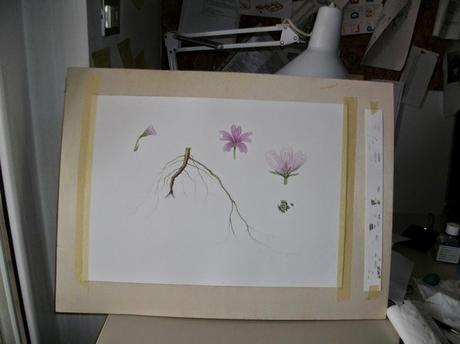 Malva sylvestris - pianta medicinale della famiglia delle Malvaceae - work in progress - terza parte