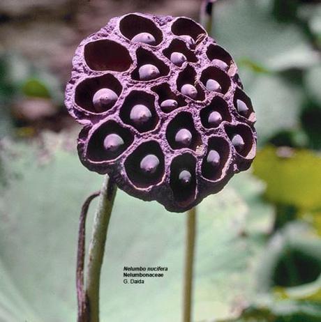 Il fiore di Loto (Nelumbo Nucifera) utilizzato per il fotomontaggio