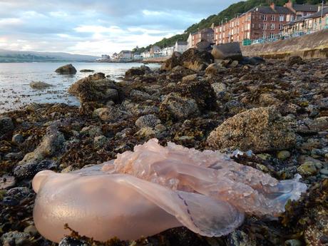 Big Jellyfish a Gourock Medusa a Gourock