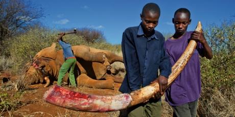 L’elefante africano potrebbe essere estinto già nel 2030 - Firmate la petizione!!!