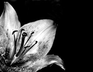 DSC_0090 Terrazzo con vista