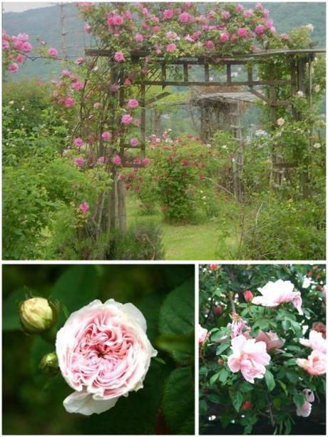 la Rosiera, giardino segreto in Liguria