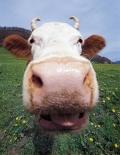 Voglio essere Chiara: Il latte e la vacca