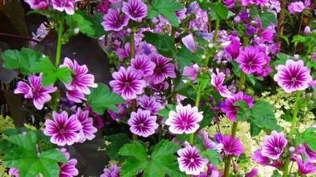 Malva Silvestris, pianta diffusissima, soprattutto in ambiente mediterraneo