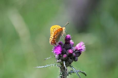 Le farfalle protagoniste nel Parco del Monte Avic (Valle d'Aosta) ( Italian language)