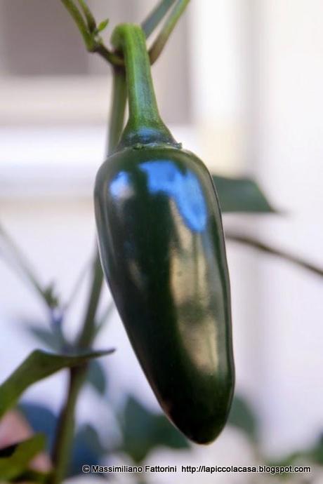 Coltivare un orto sul balcone: Nel mio orterazzo un po' di Messico cresce ... ecco i buonissimi peperoncini jalapeno