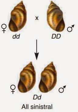 Spiralizzazione della conchiglia in Lymnaea peregra: effetto materno