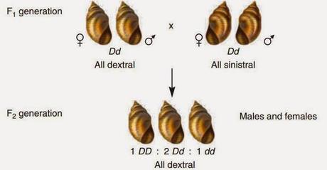 Spiralizzazione della conchiglia in Lymnaea peregra: effetto materno