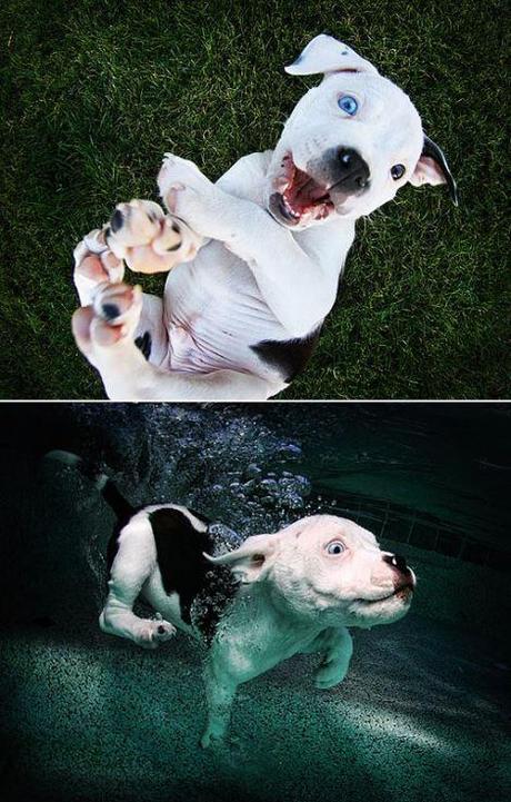 underwater puppies