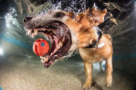 cane sotto acqua
