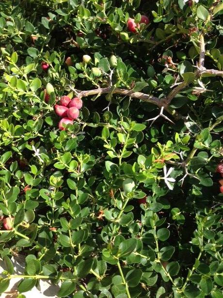 I frutti commestibili della Carissa macrocarpa