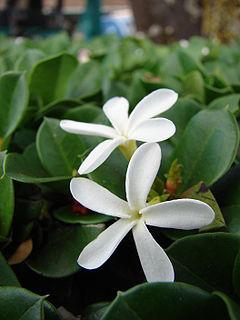 Carissa Grandiflora