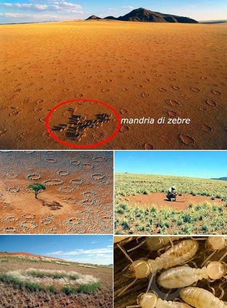 Cerchi delle fate - fairy circles