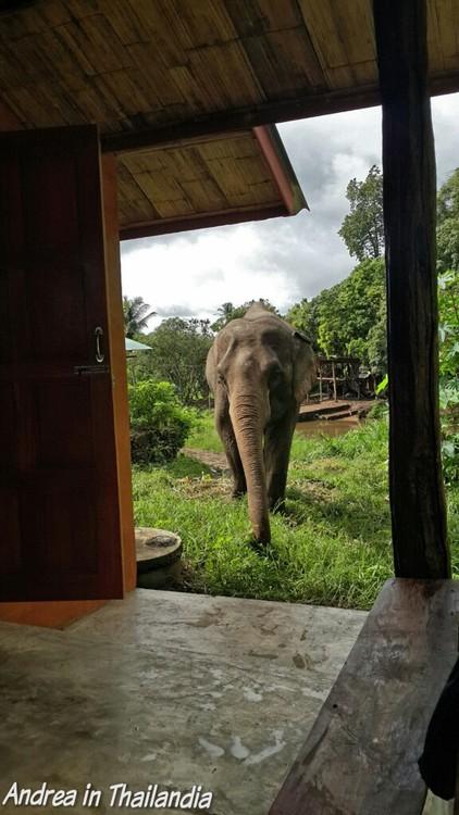 Corso base da Mahout a Chiang Mai: secondo giorno