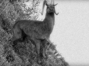 ANIMALI MISTERIOSI. IL DAHU: GENESI, ORIGINE E MITO.