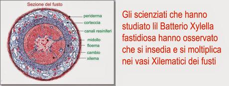 Difendere GRATIS le vostre piante dal Batterio Xylella fastidiosa