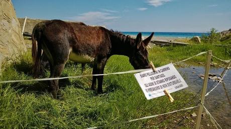 Cammino di Santiago: Nove Mesi a Passo Lento con due Asini