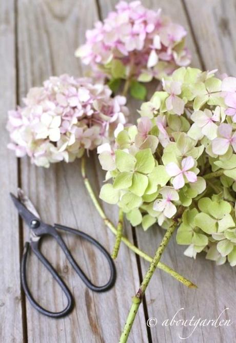 Hydrangea macrophylla