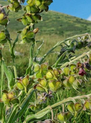 CYNOGLOSSUM MONTANUM L.- LINGUA DI CANE MONTANA   prima parte