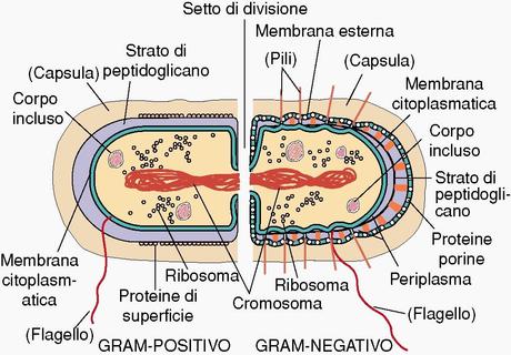 Diagnosi dei batteri patogeni delle piante