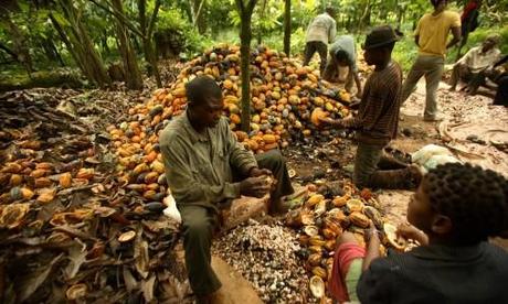 Cacao-large1 Cacao-large1