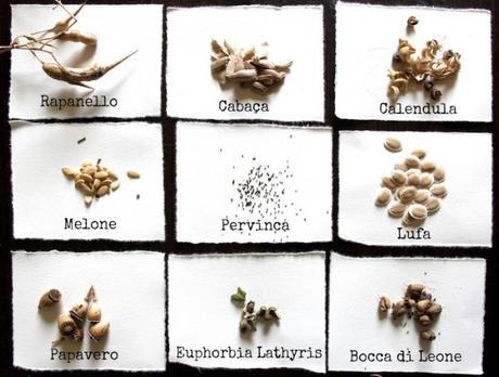 Chi semina raccoglie, chi raccoglie semina IMG_2283x