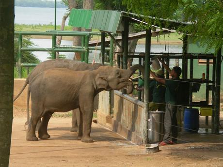 Sri Lanka: Embilipitya e Newara Elia