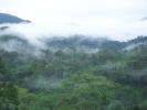 Il tabacco brucia foreste dello Zimbabwe