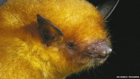 pipistrello d'oro