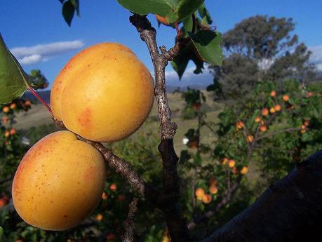 800px-Apricots2