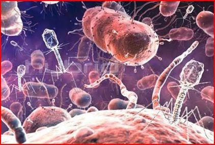 Virus Batteriofagi per stroncare i batteri che attaccano le piante