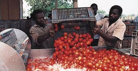 Africa_Tomato_Harvest_mainimg-480x250