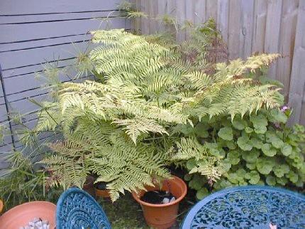 Cyathea Australis