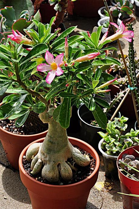 Adenium Obesum