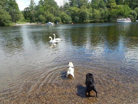 Cagnolini Coraggiosi contro Cigno Cattivi a Loch Lomond - Vincono i Cagnolini Coraggiosi