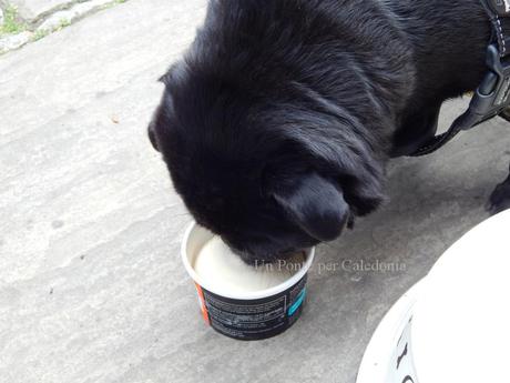 Gelato per Cani al Coach house Coffee Shop a Luss