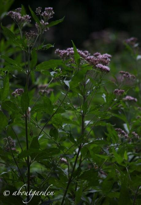 eupatorium nel bosco